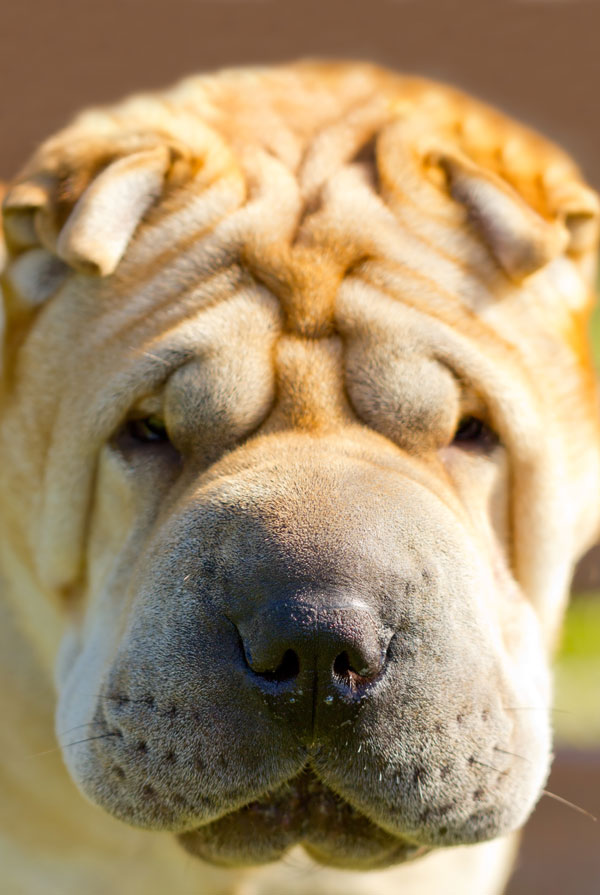 Souscrire assurance Shar Pei