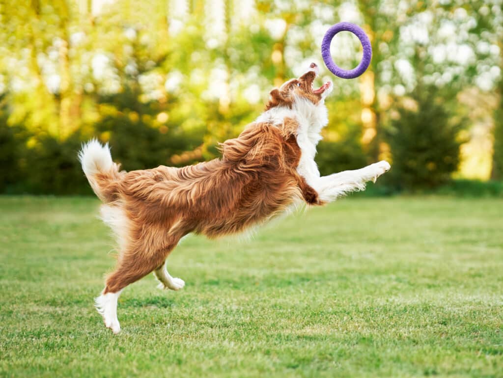 Chien qui joue avec un anneau en caoutchouc dans l’herbe