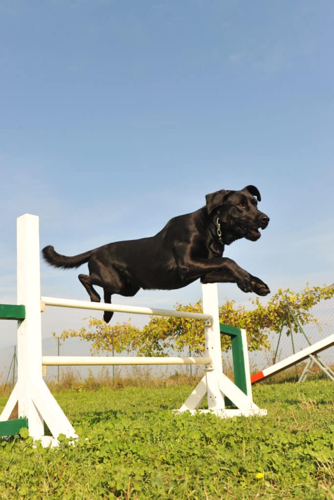 Chien qui pratique l'agility