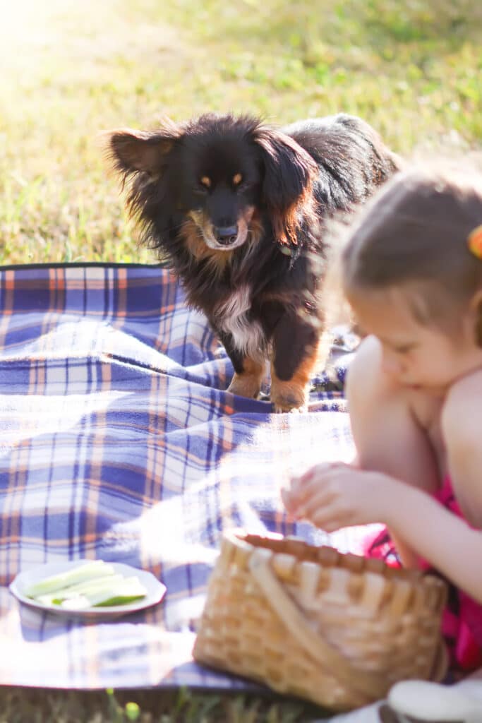 Enfant et chien qui pique niquent sur un plaid dans un champ