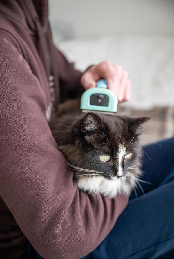 Chat ayant une alopécie