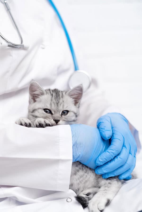 Chat atteint d'anémie chez le vétérinaire