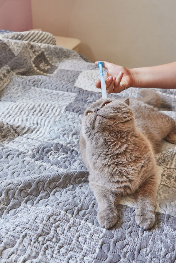 Traitement antiparasitaires sur un chat pour lutter contre les ascaris