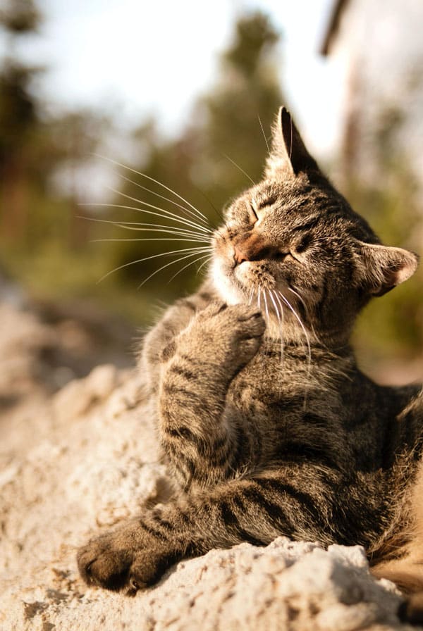 Chat au soleil sur la plage