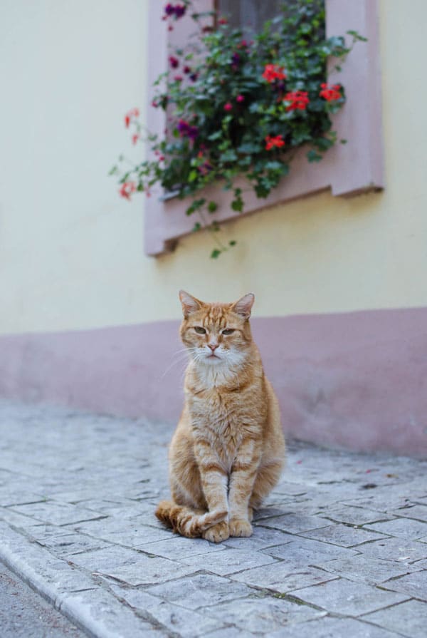 Chat en extérieur devant un hébergement