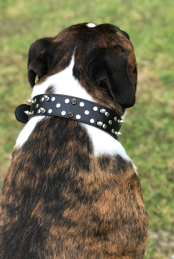 Chien avec collier à pointes