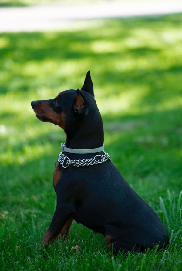 Chien avec un collier étrangleur