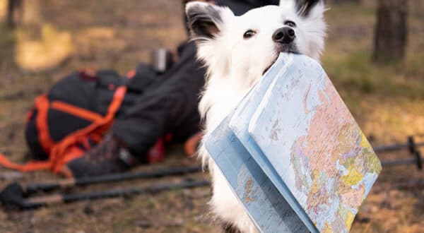 Chien avec une carte en forêt