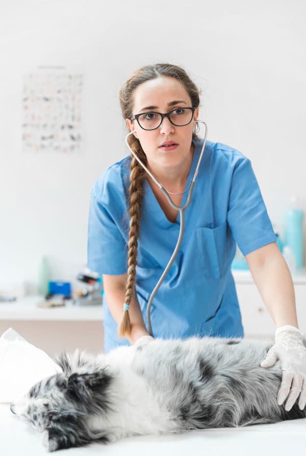 Chien en consultation vétérinaire d'urgence
