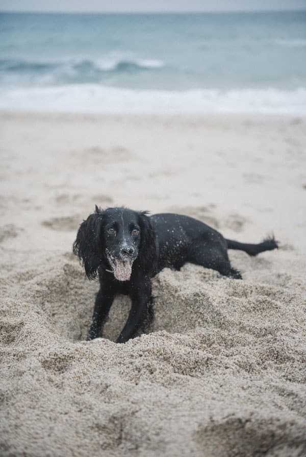 Chien qui mange du sable