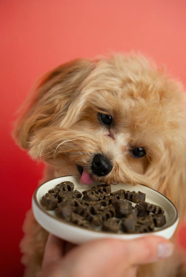 Chien qui mange une petite portion