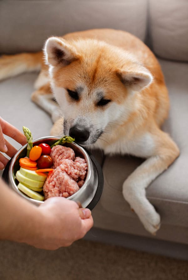 Chien qui mange une portion ménagère