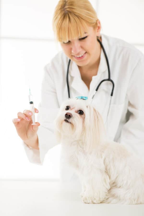 Chien chez le vétérinaire pour une vaccination