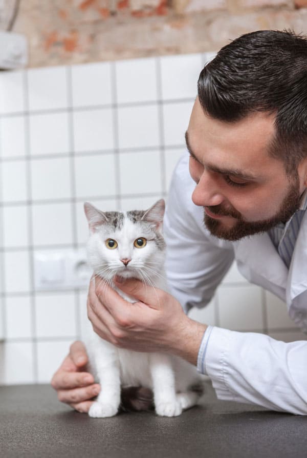 Chat ayant la diarrhée chez le vétérinaire