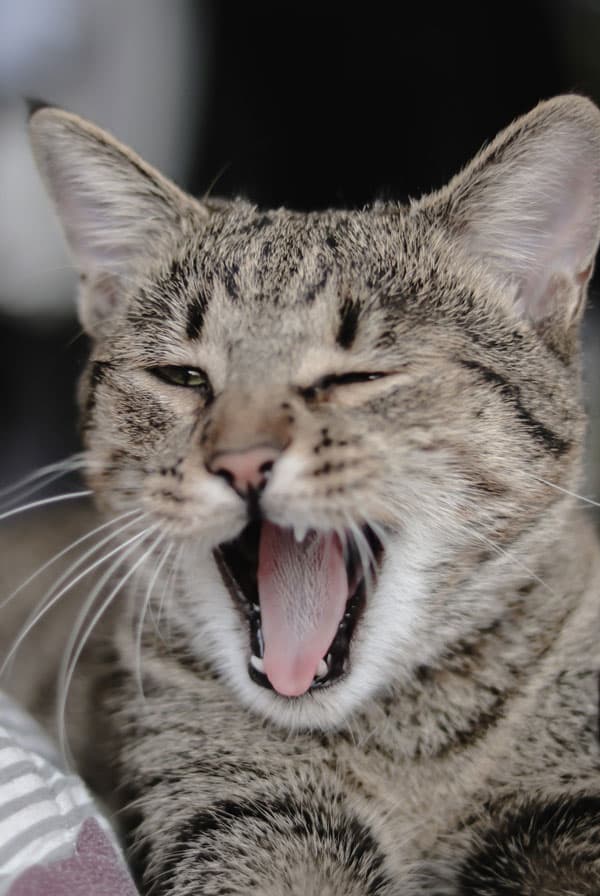 Chat atteint de dysphagie