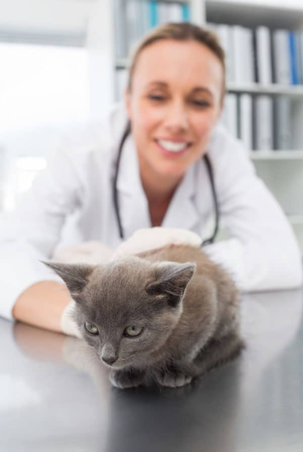 Chat chez le vétérinaire après un étouffement