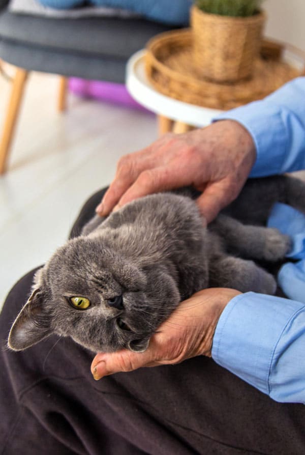 Chat ayant une folliculite