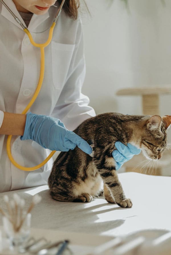 Chat avec une gastro-entérite chez le vétérinaire
