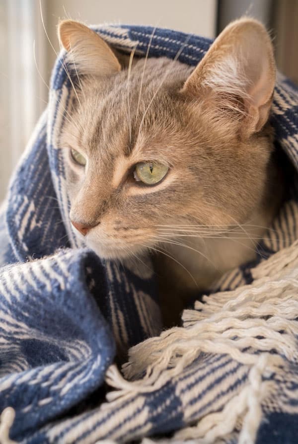 Chat ayant un problème de glande nictitante