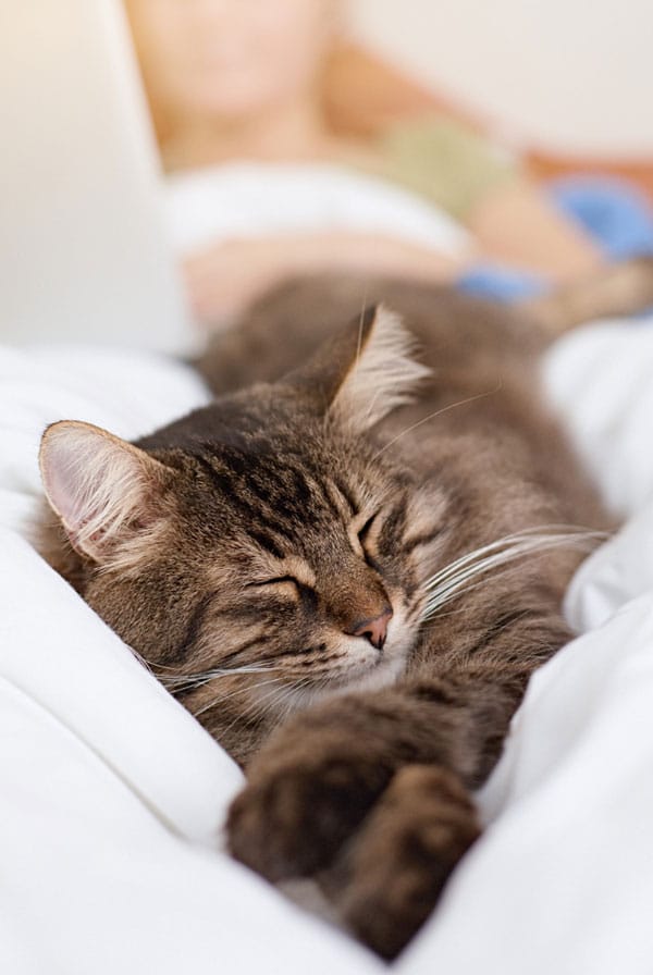 Chat chez le vétérinaire pour les glandes anales