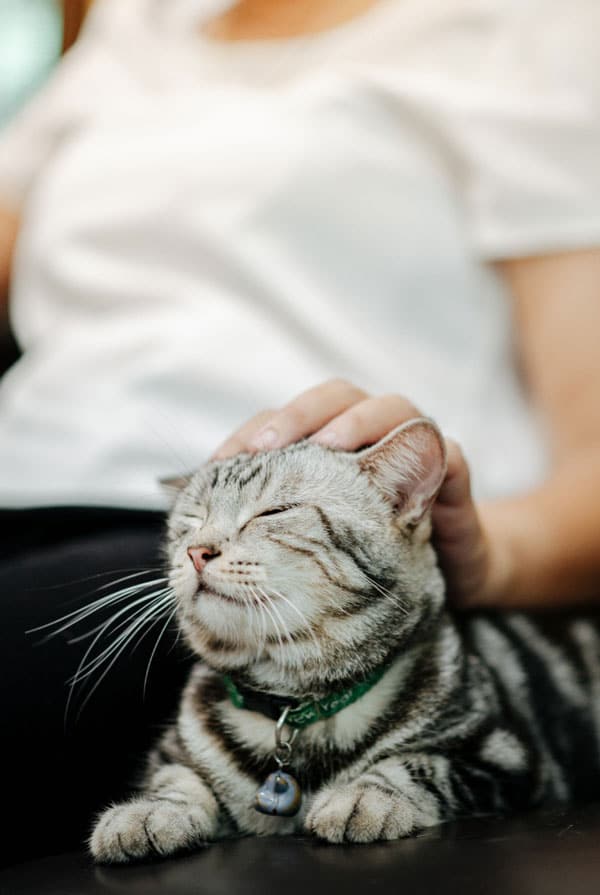 Chat ayant un kyste au niveau de la tête