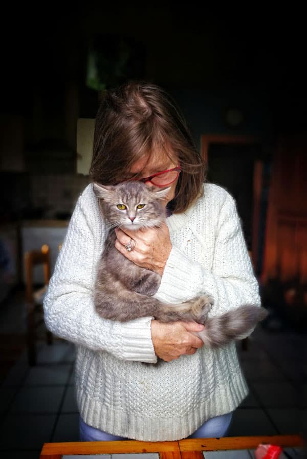 Chat avec un kyste sébacé