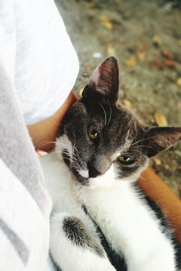 Chat avec un lipome