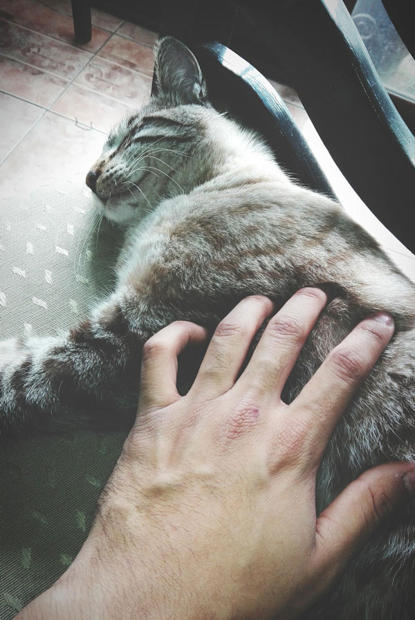 Chat atteint d'une maladie de croissance osseuse