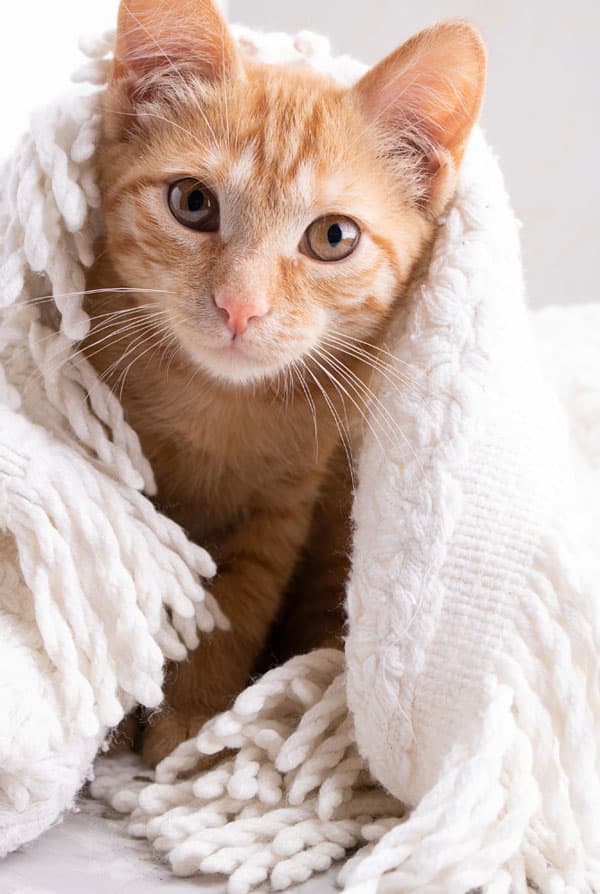 Chat ayant une pneumonie