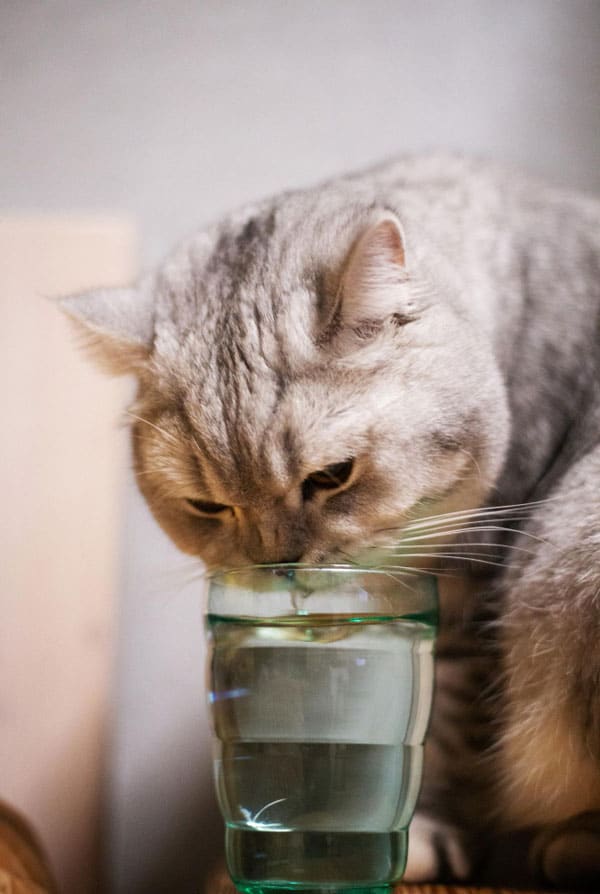 Chat qui boit beaucoup suite à une polydipsie