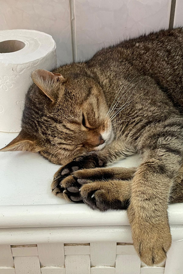 Chat atteint de polyurie