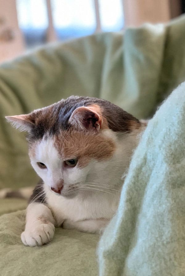 Chat fatigué après avoir saigné du nez