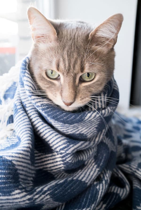 Chat ayant une sinusite