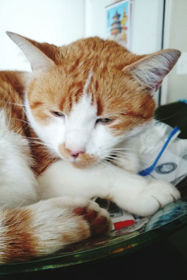 Chat ayant une trachéite