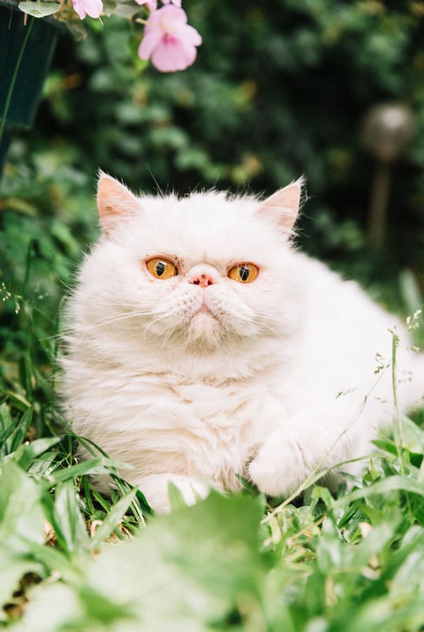 Chat de race Persan avec un voile du palais