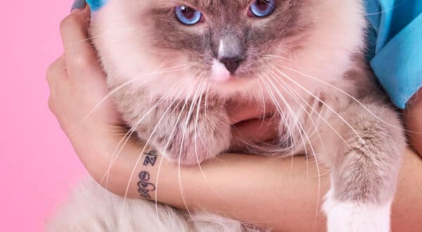 Chat chez le vétérinaire suite à un accident de la voie publique