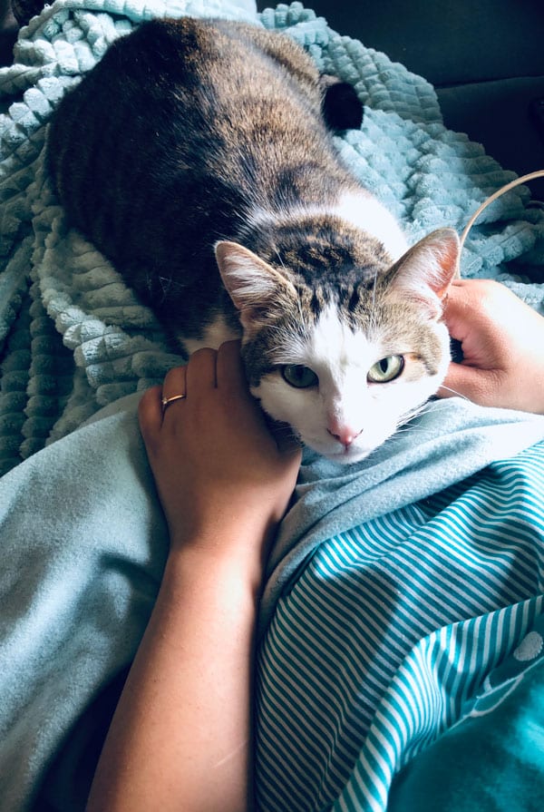 Chat faisant de l'aérophagie