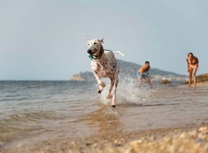 Chien qui joue en mer