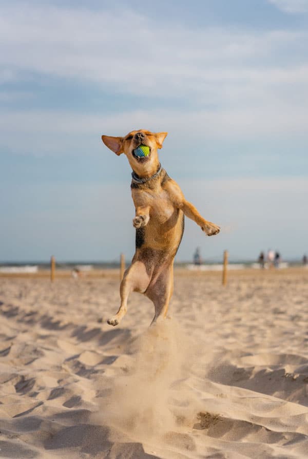 Chien à la plage