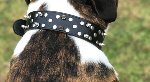 Chien avec collier à pointes