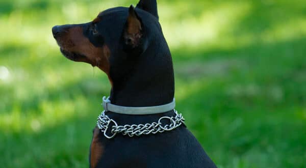 Chien avec un collier étrangleur