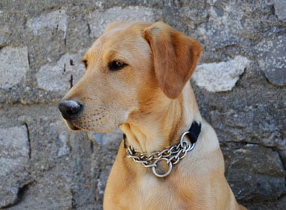 Chien avec un collier étrangleur interdit