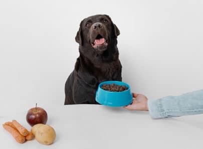 Chien avec une gamelle de croquettes