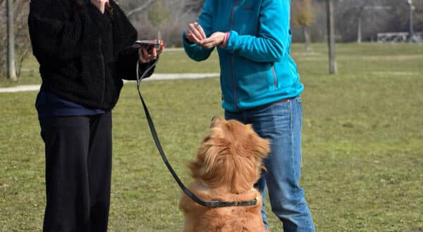 Chien et son propriétaire avec un éducateur