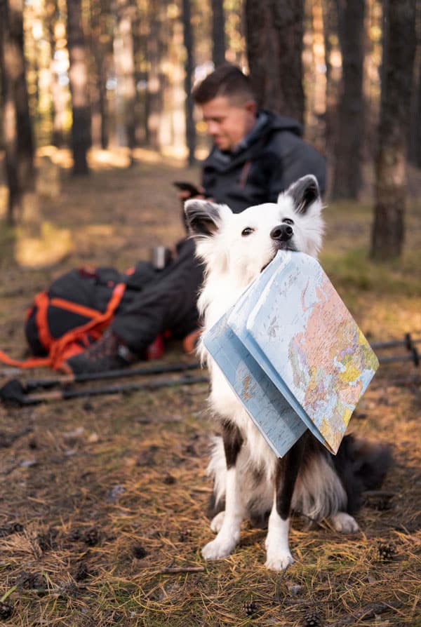 Chien avec une carte en forêt