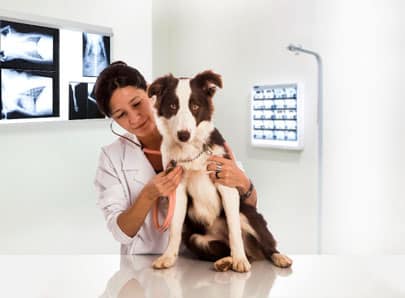 Chien chez son vétérinaire en consultation