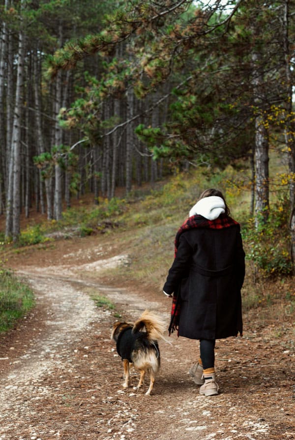 Chien en promenade dans la forêt