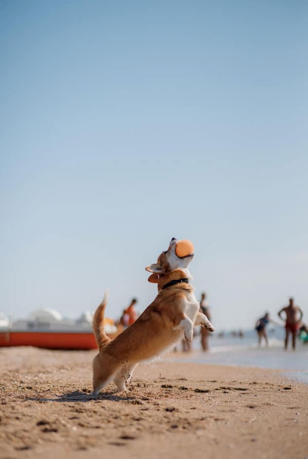Chien qui joue à la plage en été