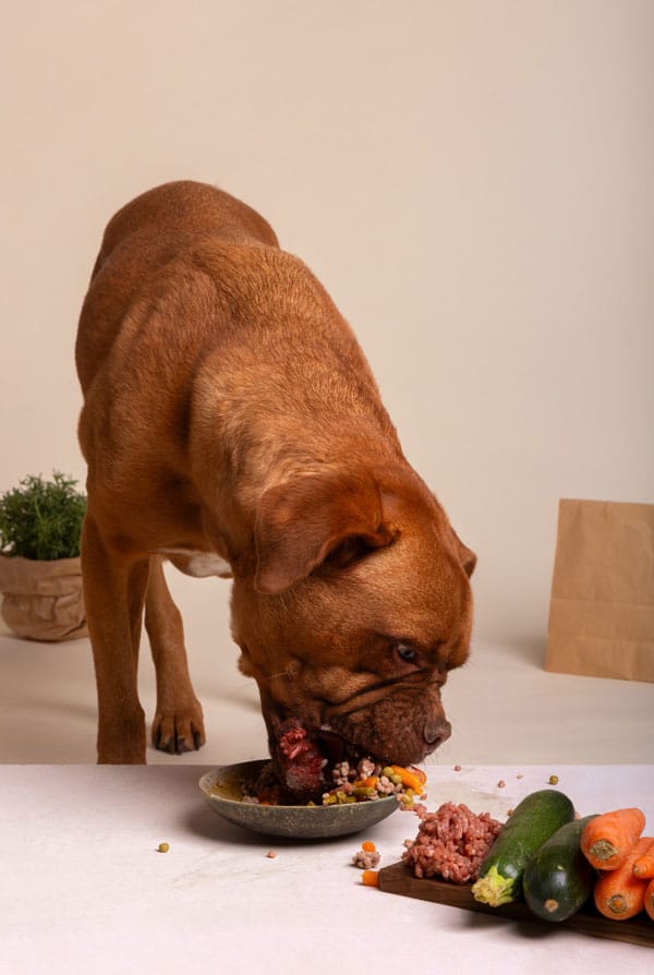 Chien qui mange beaucoup
