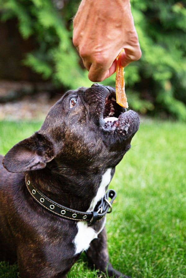 Chien qui mange une friandise